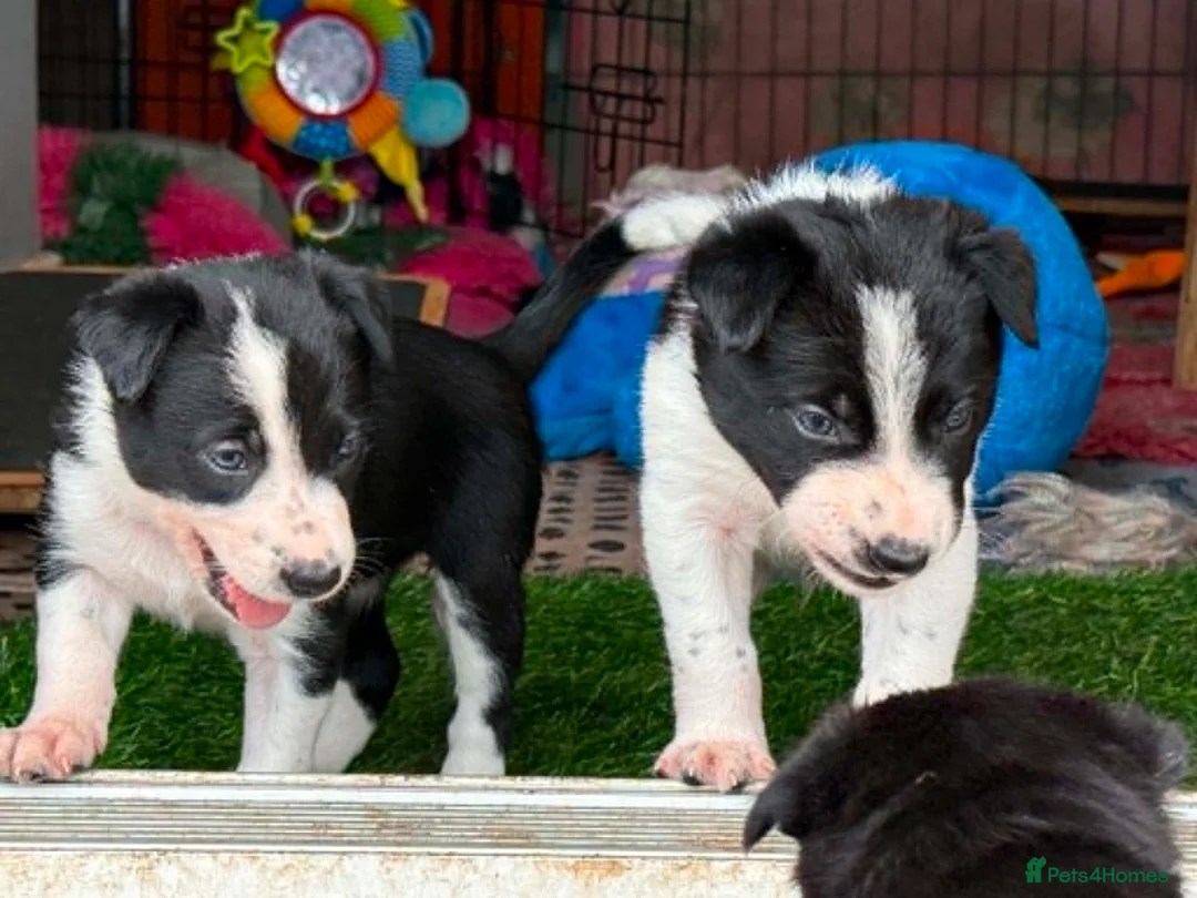 Border Collie dogs for sale: Fully Health Tested Border Collie Puppy For Sale in Coleford - Advert 2