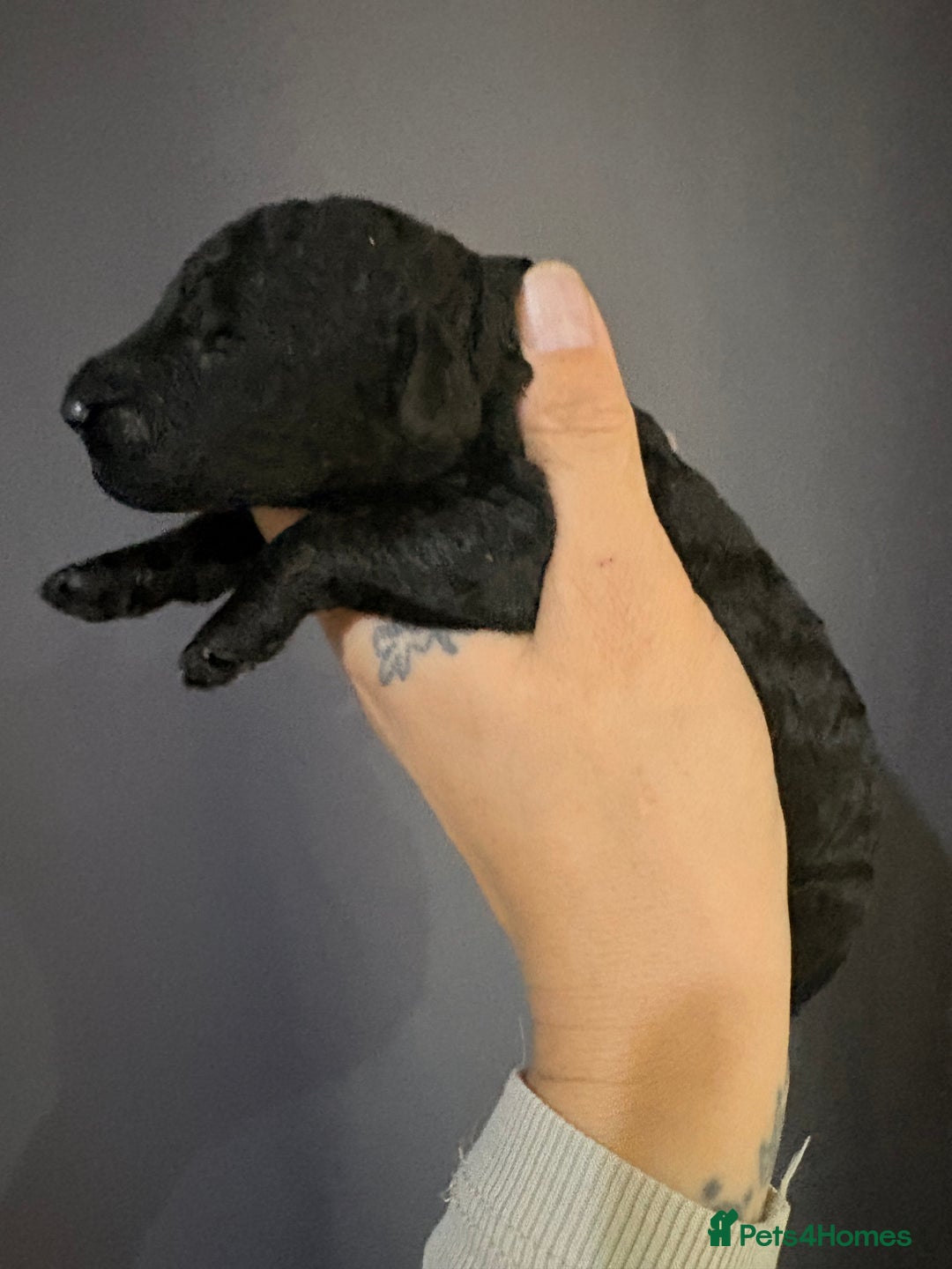 Goldendoodle dogs for sale: Superb litter of Mini Goldendoodle puppies  - Image 8