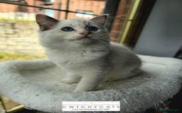 Ragdoll cats for sale: Top Quality, Tica Reg Kittens from Euro / US Lines - Image 17