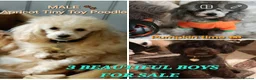 Toy Poodle dogs for stud: FULL PEDIGREE SILVER TOY POODLE FOR STUD/FOR SALE - Advert 1