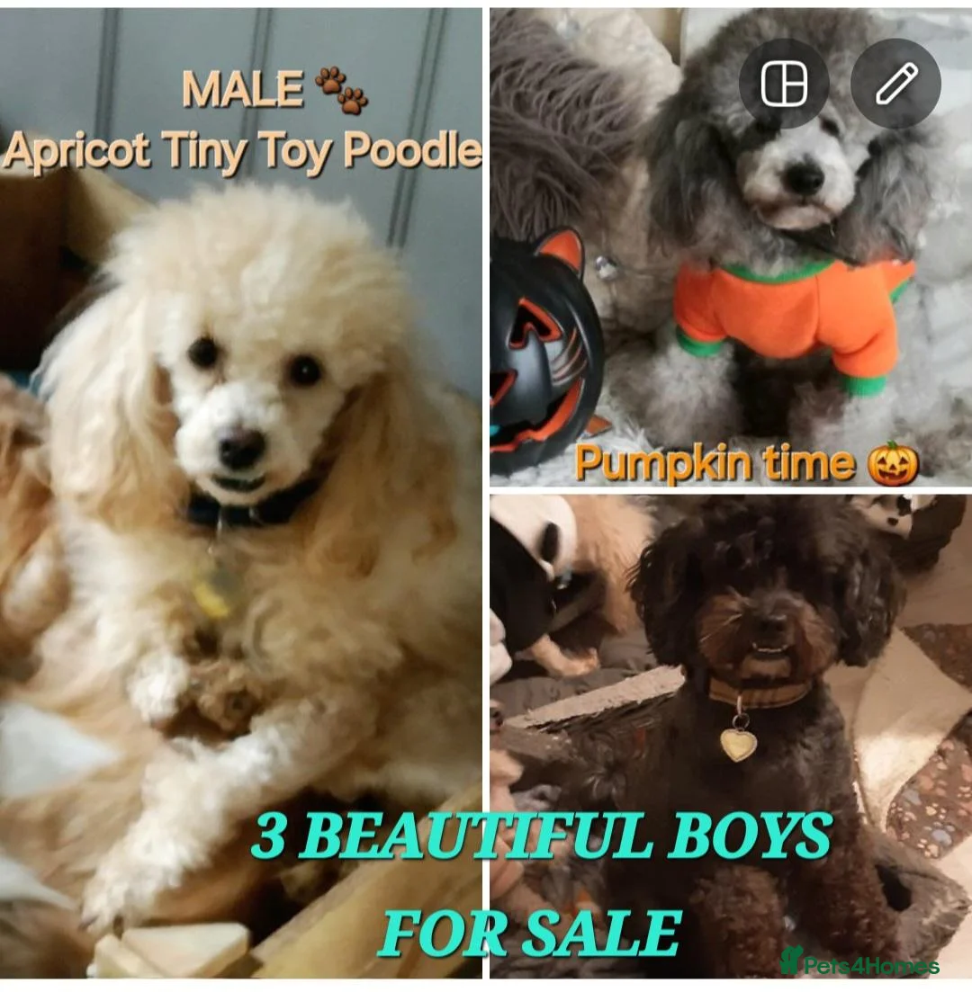 Toy Poodle dogs for stud: FULL PEDIGREE SILVER TOY POODLE FOR STUD/FOR SALE - Advert 1