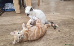 British Shorthair cats for sale: Adorable kittens  in Great Missenden - Image 14