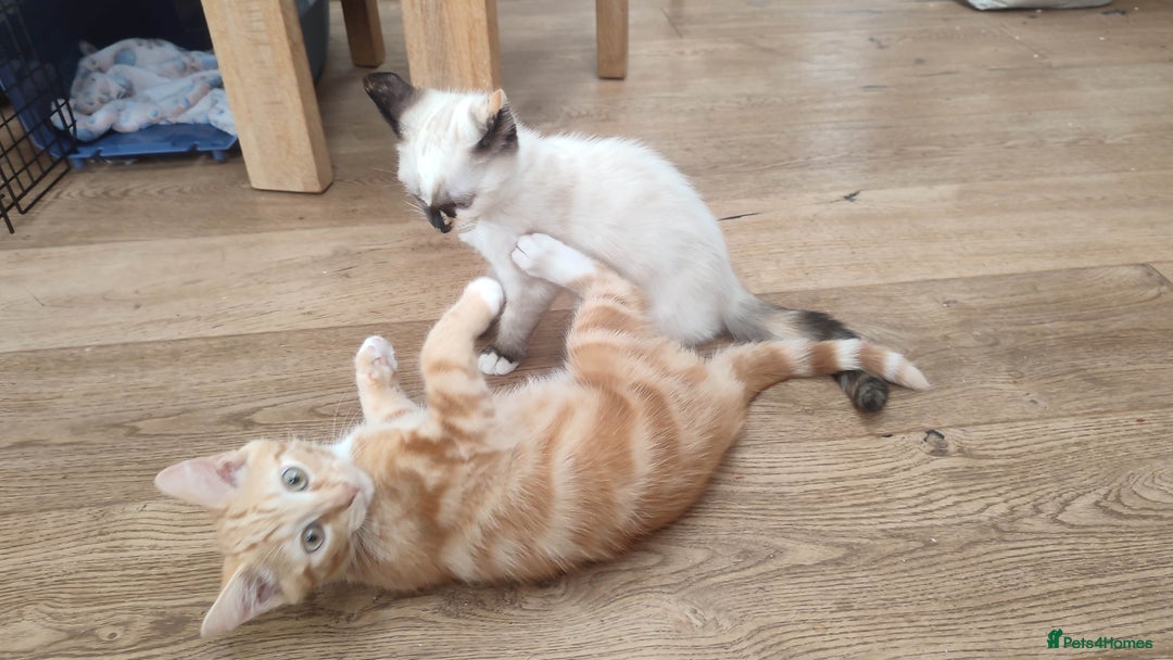British Shorthair cats for sale: Adorable kittens  in Great Missenden - Image 14