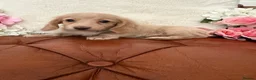 Miniature Dachshund dogs for sale: Beautiful Miniature Dachshund Dapples & Cream  - Advert 3