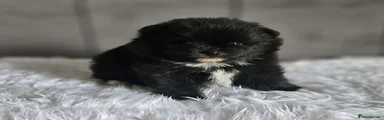 Pomeranian 2