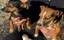 Jack Russell dogs for sale: Short haired, short legged jack Russells - Image 1