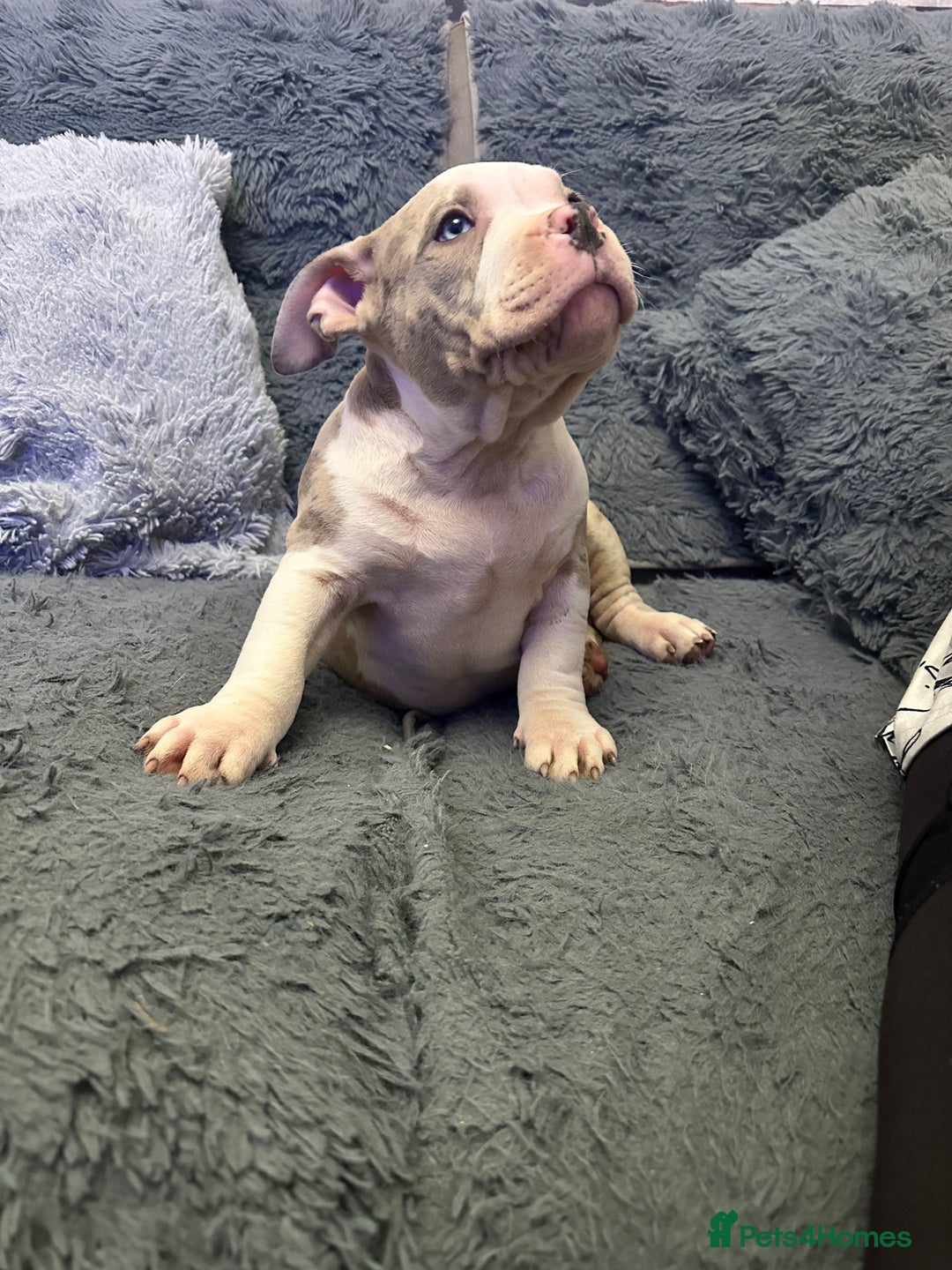 American Bully dogs for sale: 🐾 ABKC Registered Micro/Pocket Bully Puppies! 🐾 - Advert 27