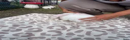 Mini Lop rabbits for sale: Mini lop in Halifax - Advert 5