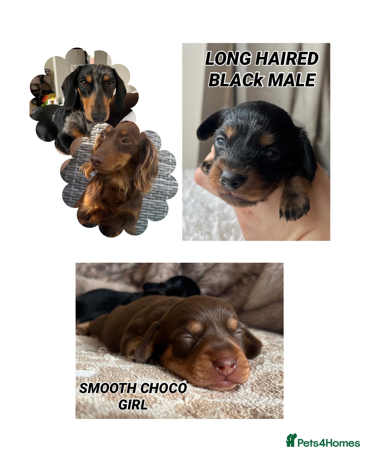 Miniature Dachshund dogs MINIATURE Dachshund long haired & smooth  - Advert 1