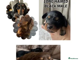 Miniature Dachshund dogs MINIATURE Dachshund long haired & smooth - Advert 1