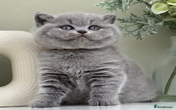 British Shorthair cats for sale: Stunning British Kittens - Image 20