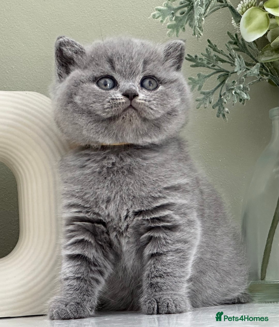 British Shorthair cats for sale: Stunning British Kittens - Image 20