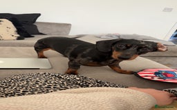Dachshund dogs for sale: Miniature Dachshund  - Image 3