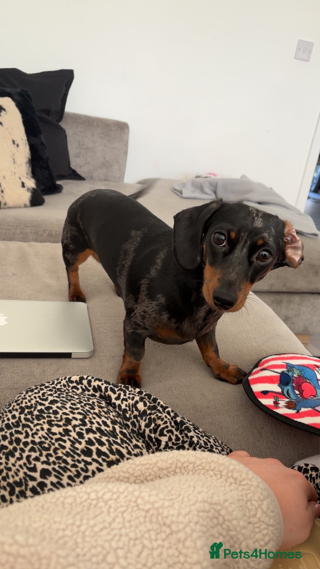 Dachshund dogs for sale: Miniature Dachshund  - Image 3