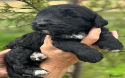 Bernedoodle dogs for sale: F1B STANDARD  BERNADOODLE LAST FEW - Image 25