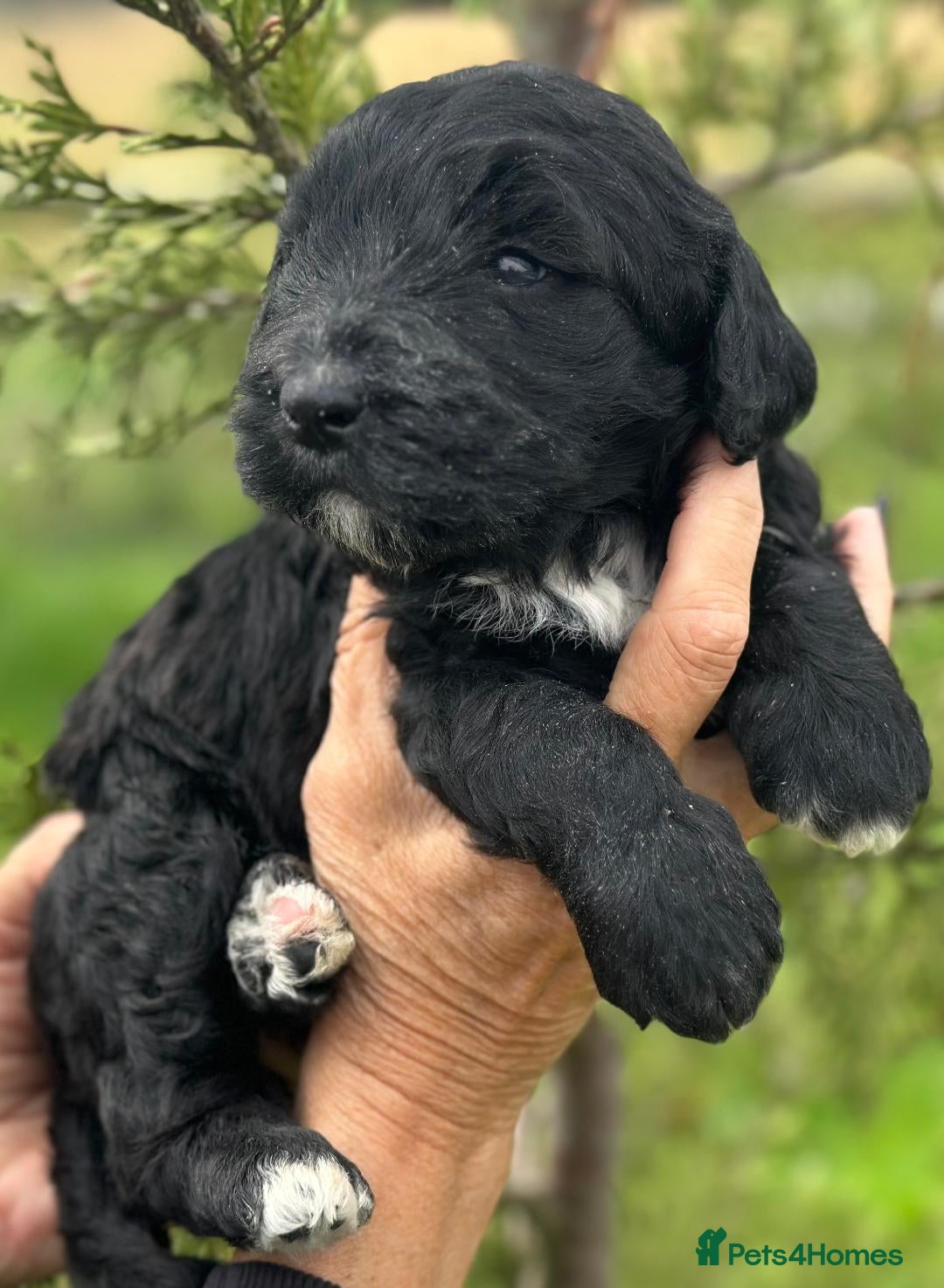Bernedoodle dogs for sale: F1B STANDARD  BERNADOODLE LAST FEW - Image 25