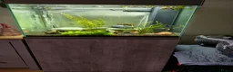 Other/Mixed Breed fish for sale: Full set up - Advert 1
