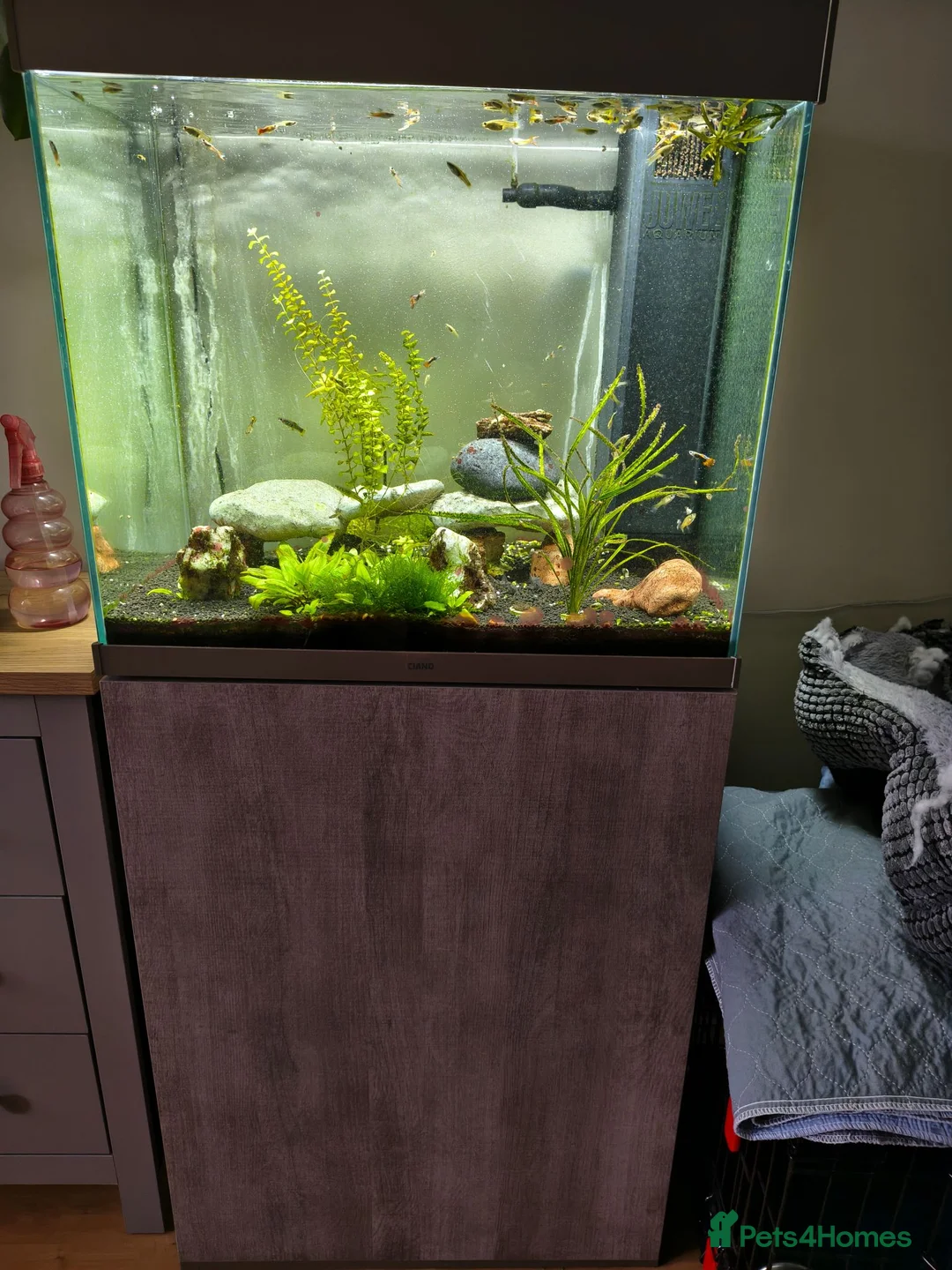 Other/Mixed Breed fish for sale: Full set up - Advert 1
