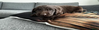 Flat coated Retriever Puppy 1