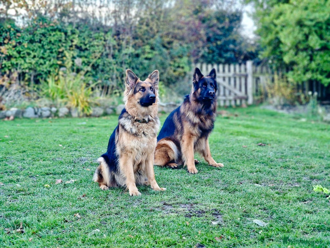 German Shepherd dogs for sale: Puppies - Long hair/Straight back German Shepherd - Advert 14
