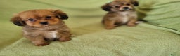 Mixed Breed dogs for sale: Cavapom - Advert 2