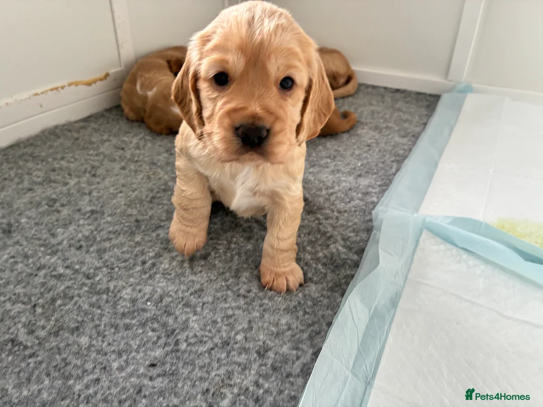 Cocker Spaniel dogs for sale: KC Registered and Vet checked Pups - Advert 2