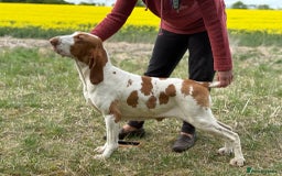 Bracco Italiano dogs for sale: 🌟 TOP BREEDER 2021,22,22,24,25🌟 - Image 6