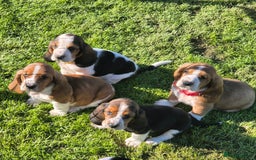Basset Hound dogs for sale: KC BASSET HOUND PUPPIES  - Image 13