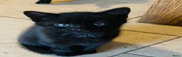 Mixed Breed cats for sale: Grey and Black Kittens - Advert 11
