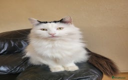 Turkish Angora cats for sale: Pure Turkish Angora - Image 10
