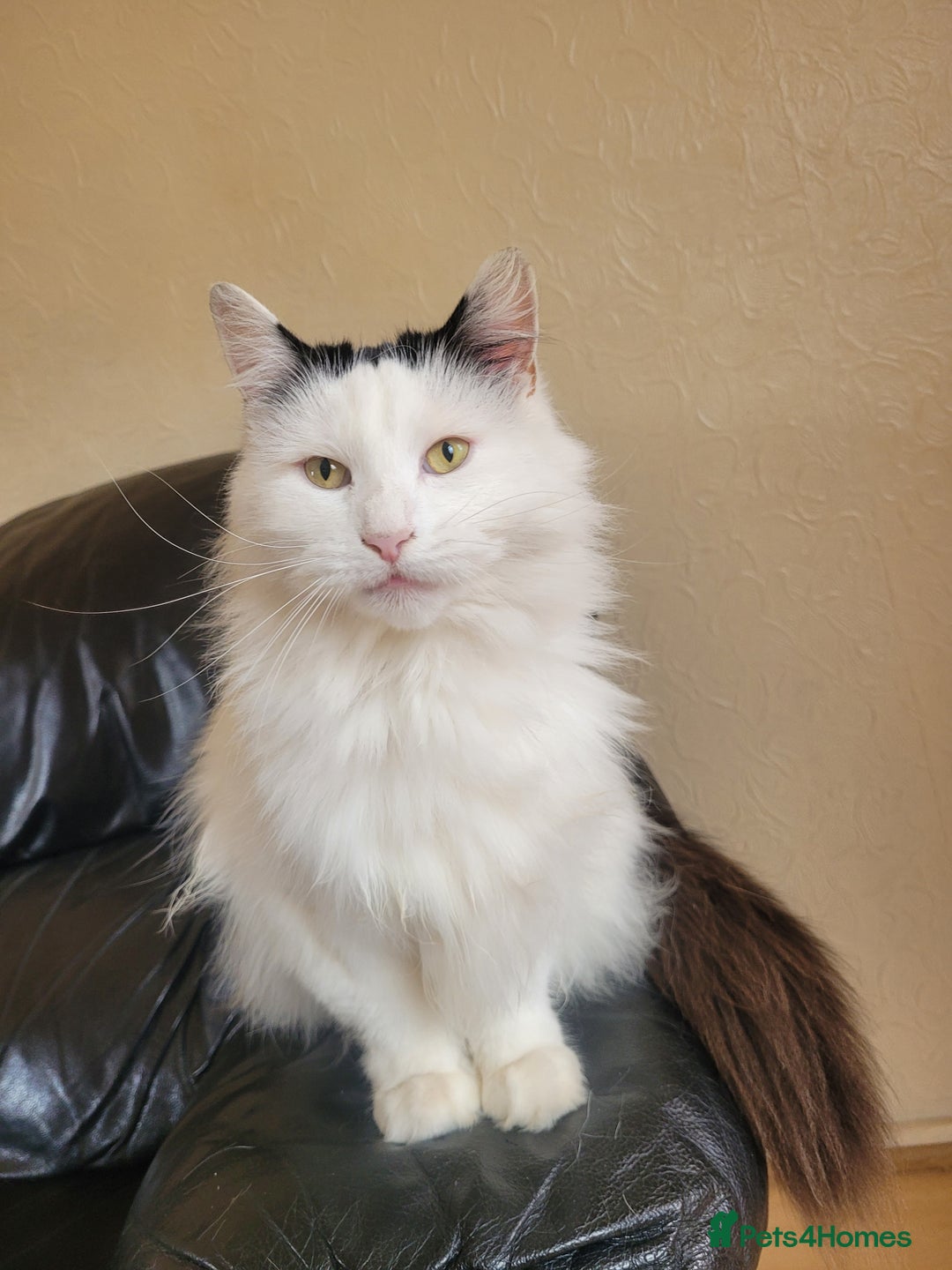 Turkish Angora cats for sale: Pure Turkish Angora - Image 10