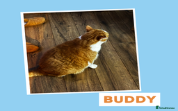 Mixed Breed cats for adoption: Chilled Out Ginger Boy - Image 4