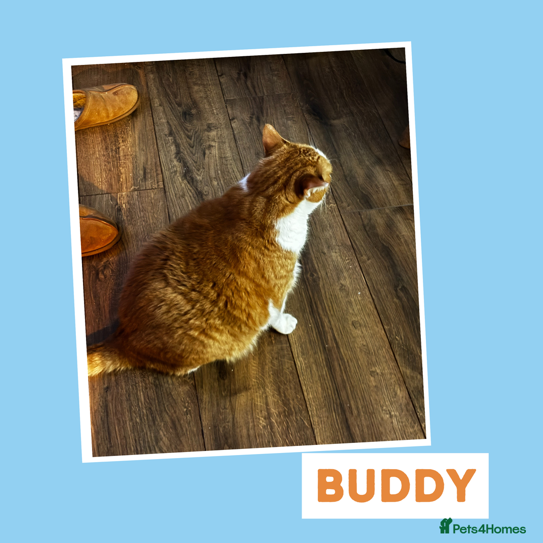 Mixed Breed cats for adoption: Chilled Out Ginger Boy - Image 4
