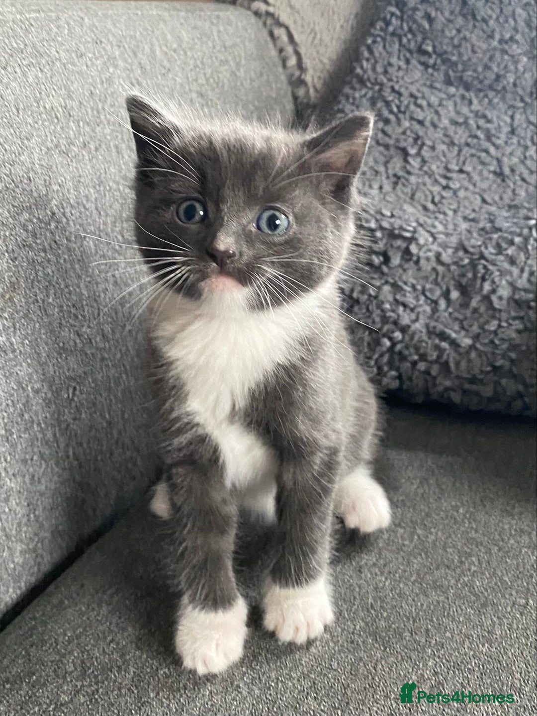 Ragdoll cats for sale: Rag doll cross kittens for sale - Advert 9