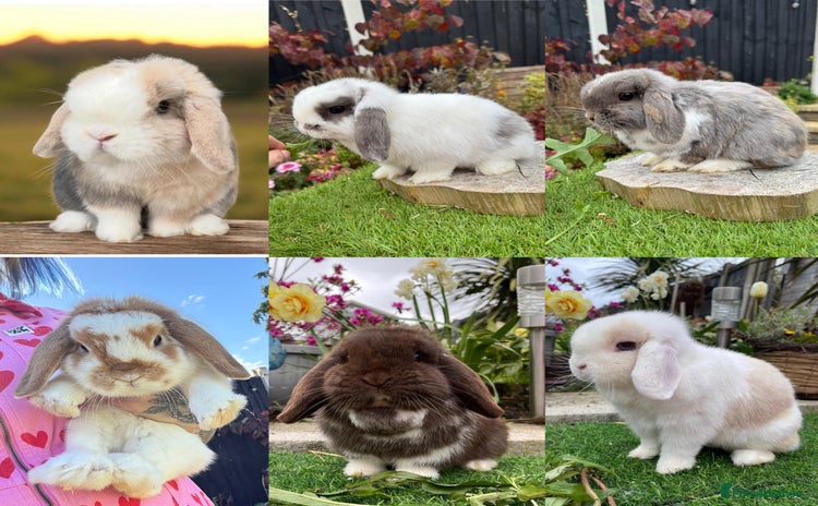 Mini Lop rabbits - Advert 1