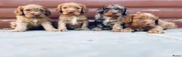 Cocker Spaniel dogs for sale: Stunning cocker spaniel puppies  - Advert 4