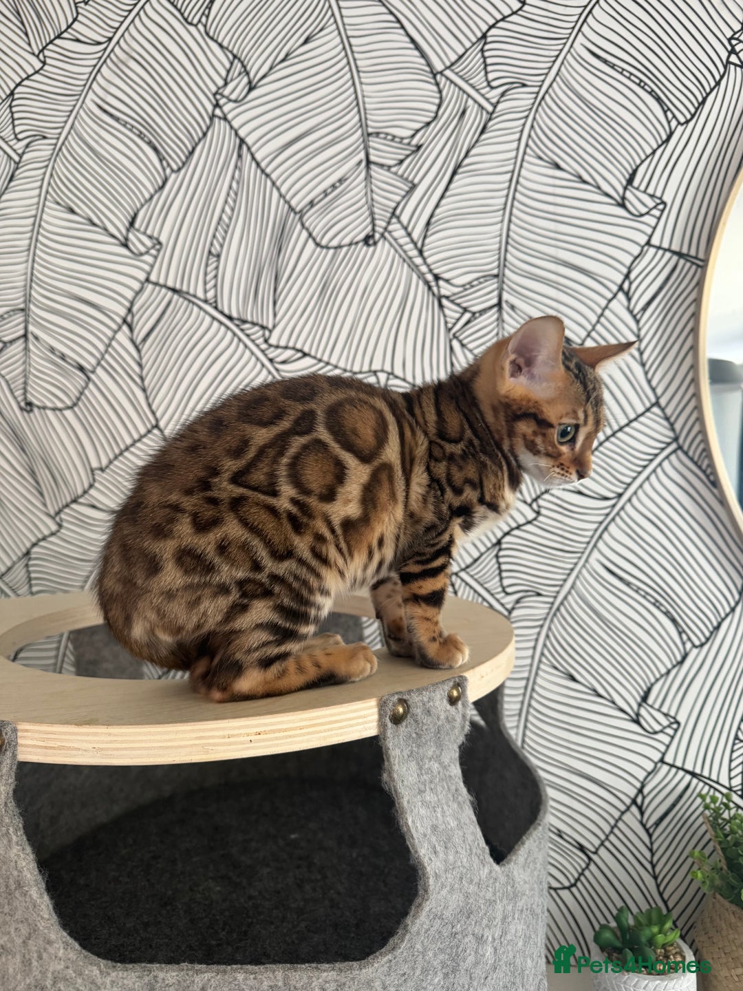 Bengal cats for sale: Stunning male Bengal  - Advert 7