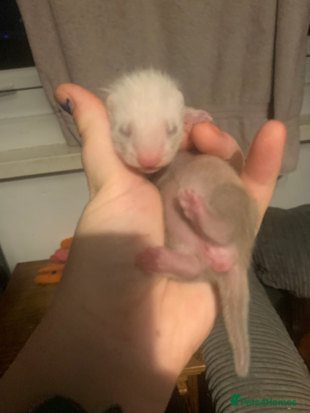Ferret rodents for sale: 2 female kits available in 2 weeks  - Image 10