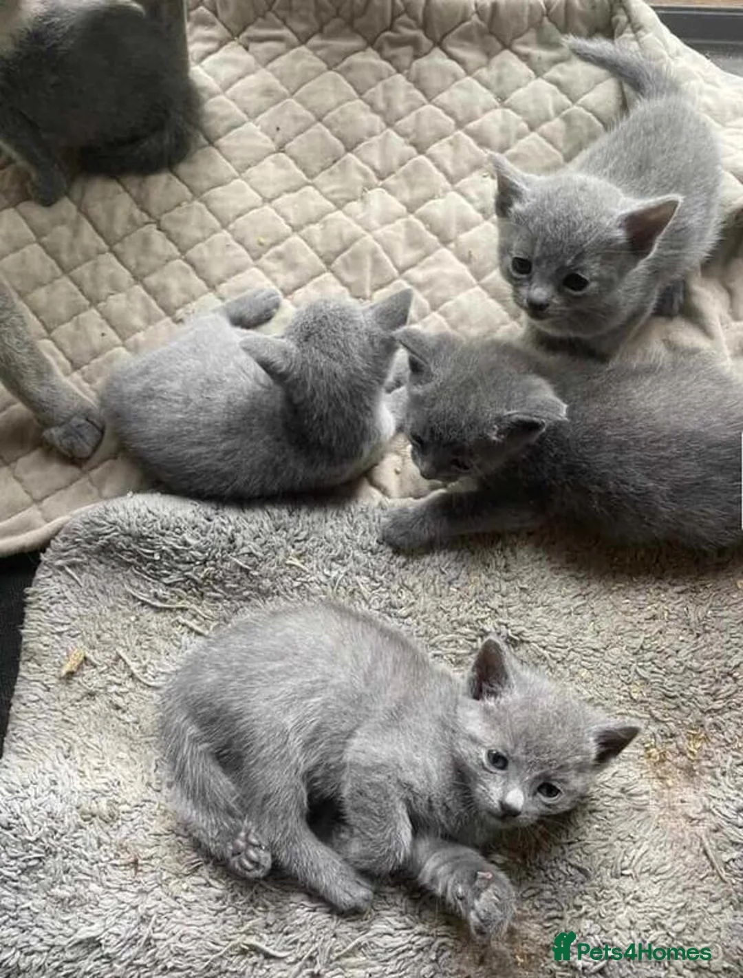 Russian Blue cats for sale: Russian Blue Kittens in Selkirk - Advert 2