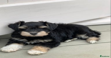 Miniature Schnauzer dogs - Advert 14
