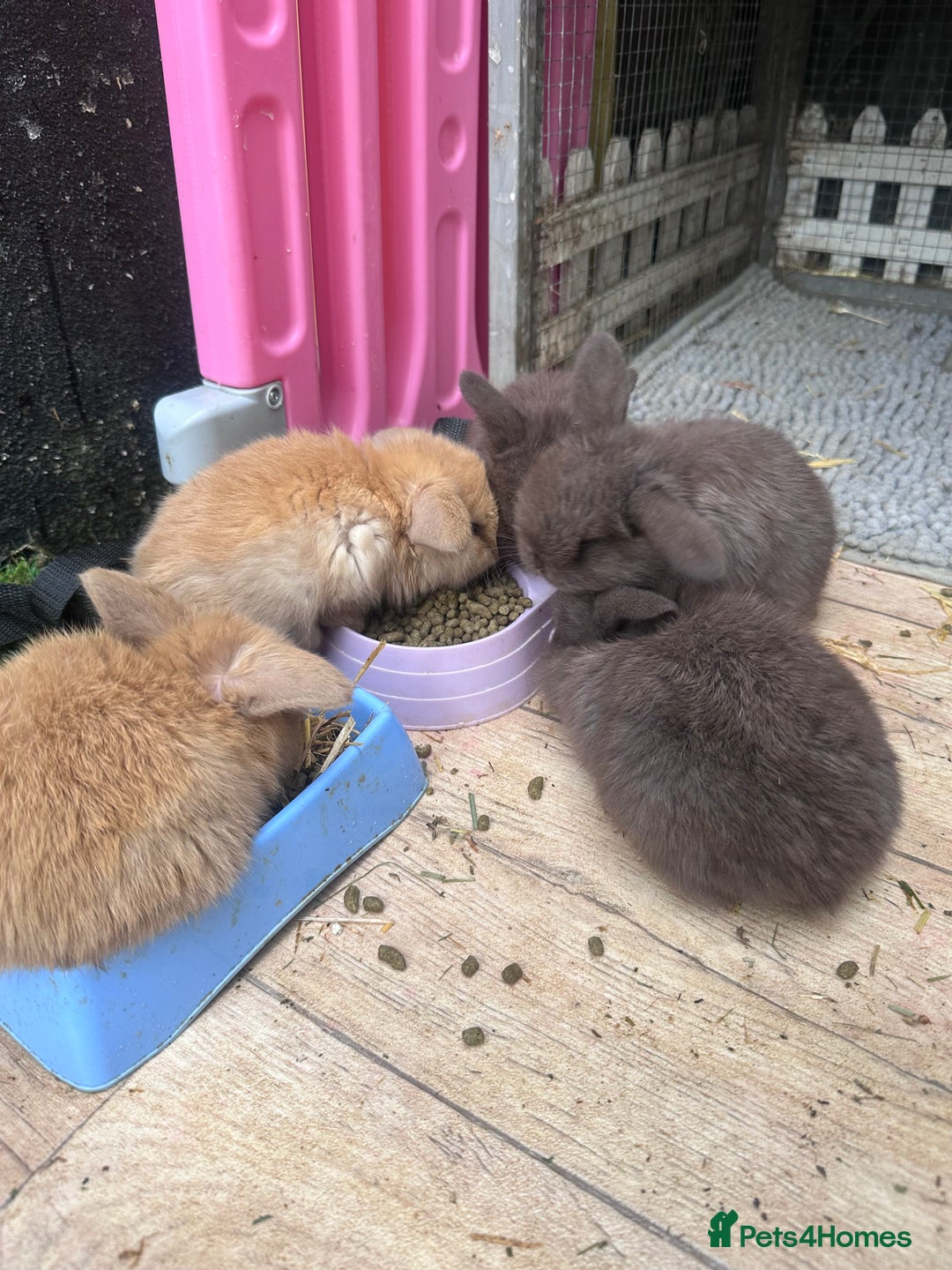 Mini Lop rabbits for sale: Beautiful mini lops - Image 6