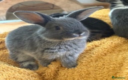 Mini Lop rabbits for sale: Indoor raised Mini Lops in Abergavenny - Image 6