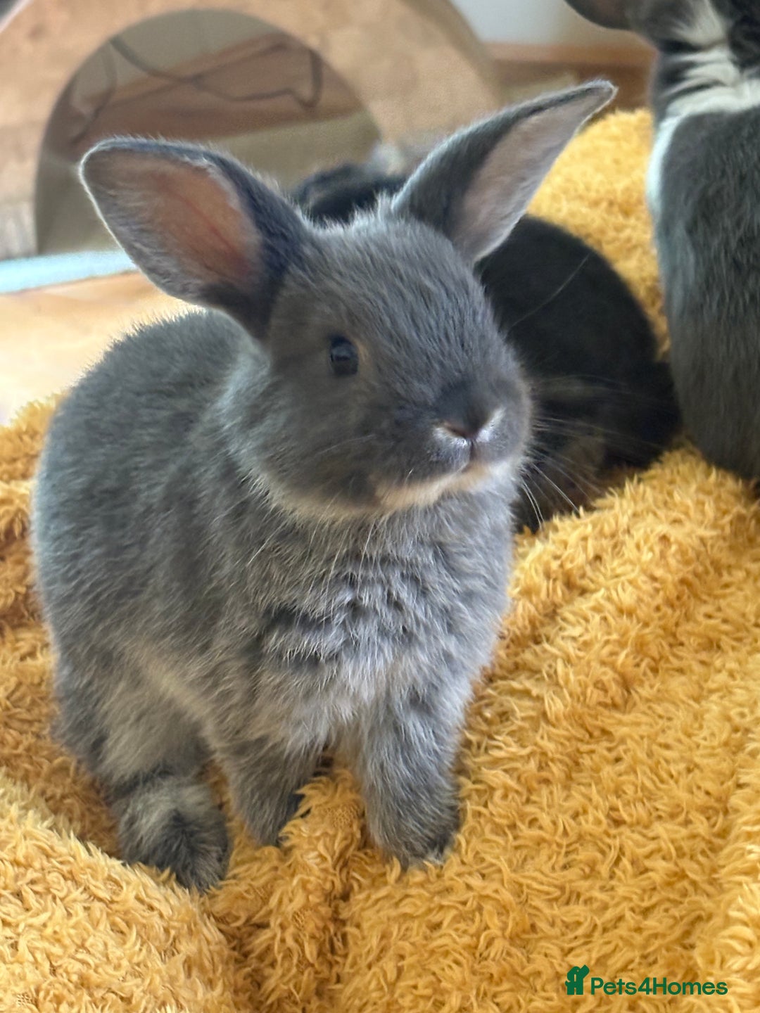 Mini Lop rabbits for sale: Indoor raised Mini Lops in Abergavenny - Image 6