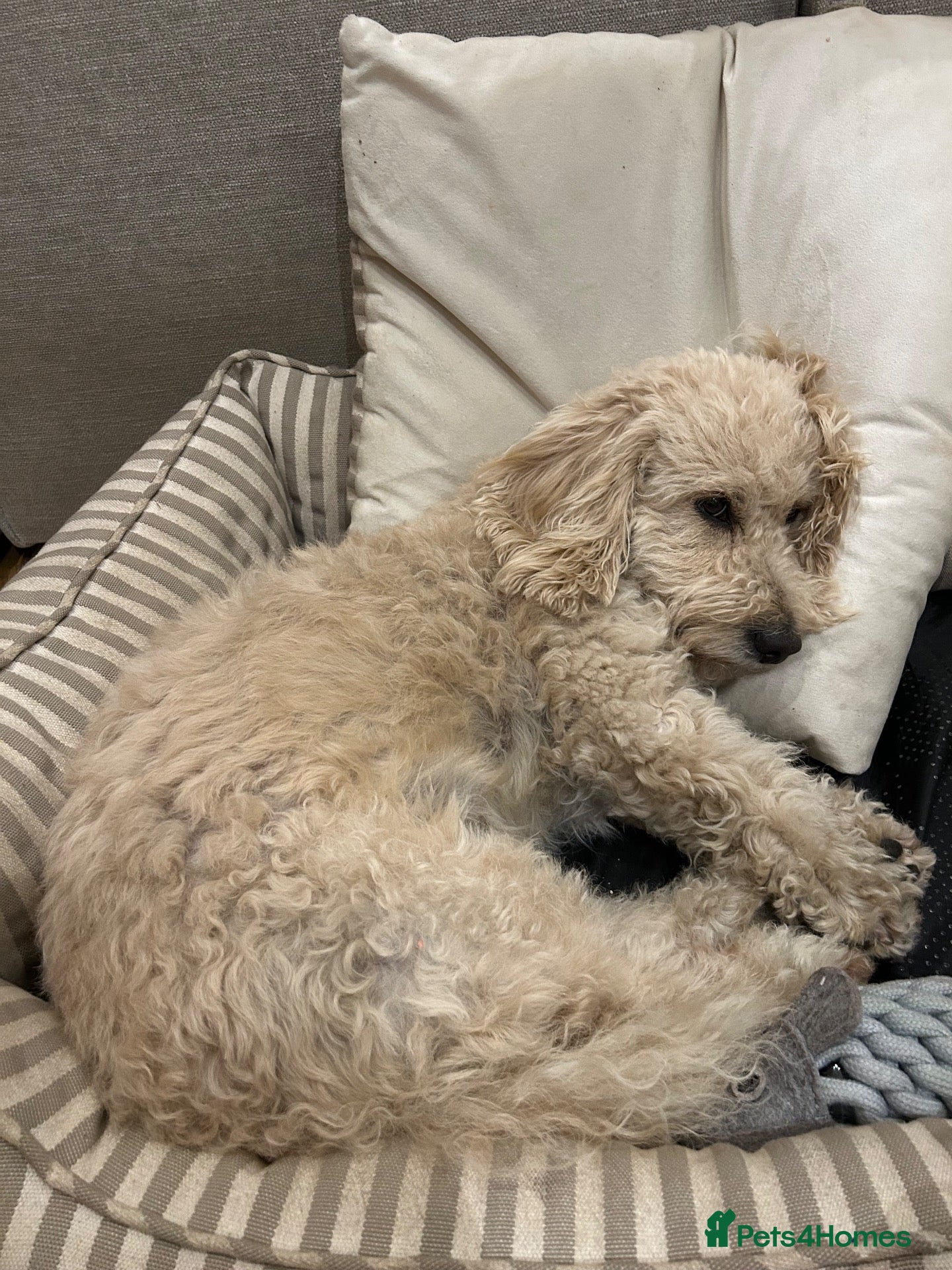 Cavapoo dogs Cavapoo available for adoption. - Advert 2