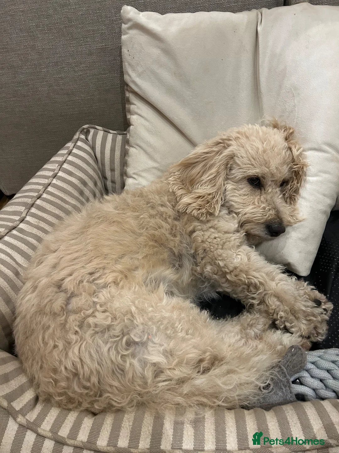 Cavapoo dogs for sale: Cavapoo available for adoption. in London - Advert 2