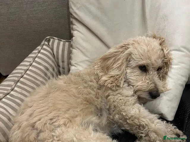 Cavapoo dogs for sale: Cavapoo available for adoption. - Advert 2