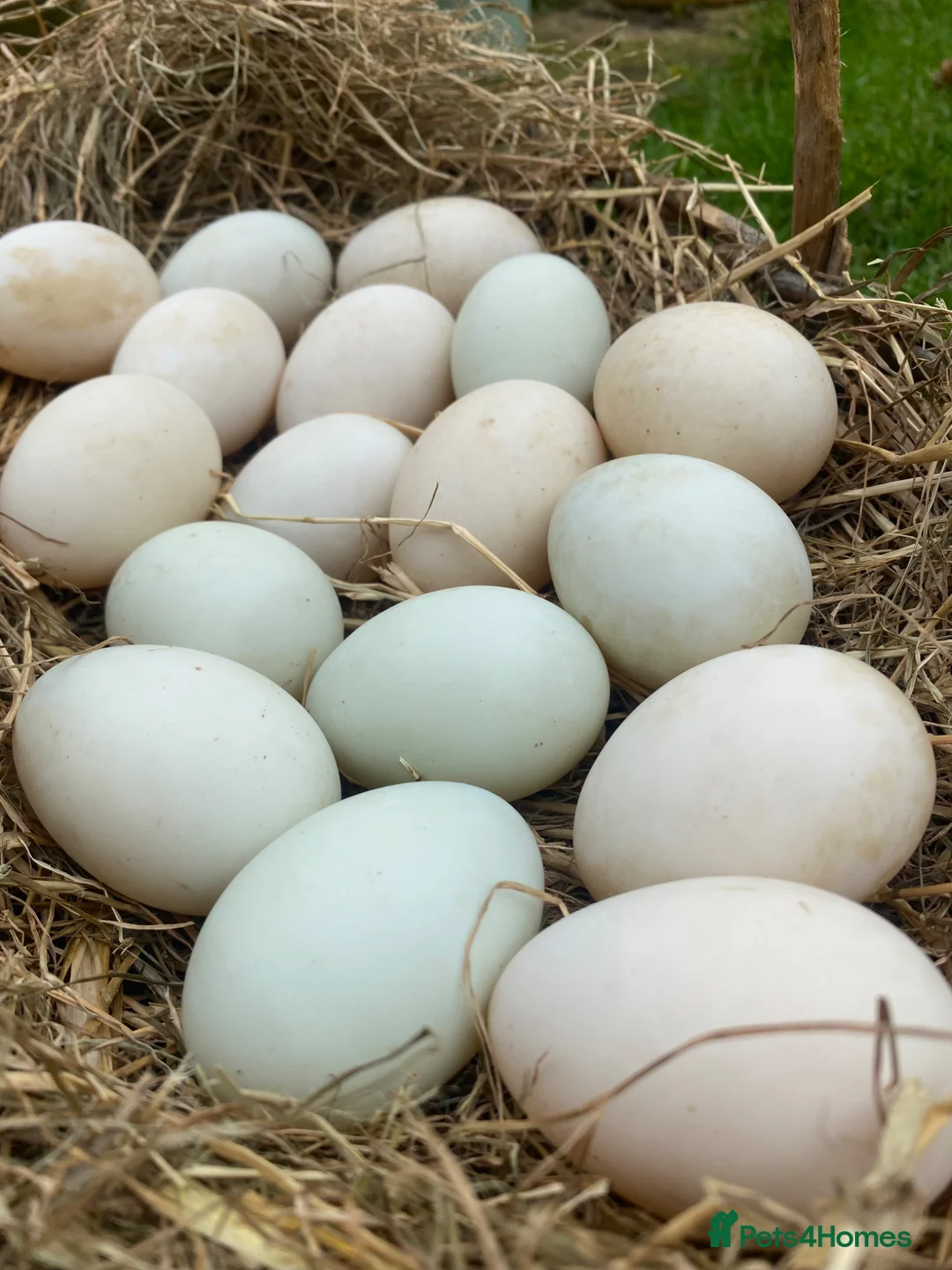 Ducks poultry for sale: Pure Indian Runner Ducklings + Fertile Eggs - Advert 9