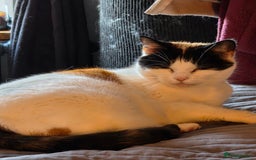 Mixed Breed cats for sale: Tofu for Adoption  - Image 2