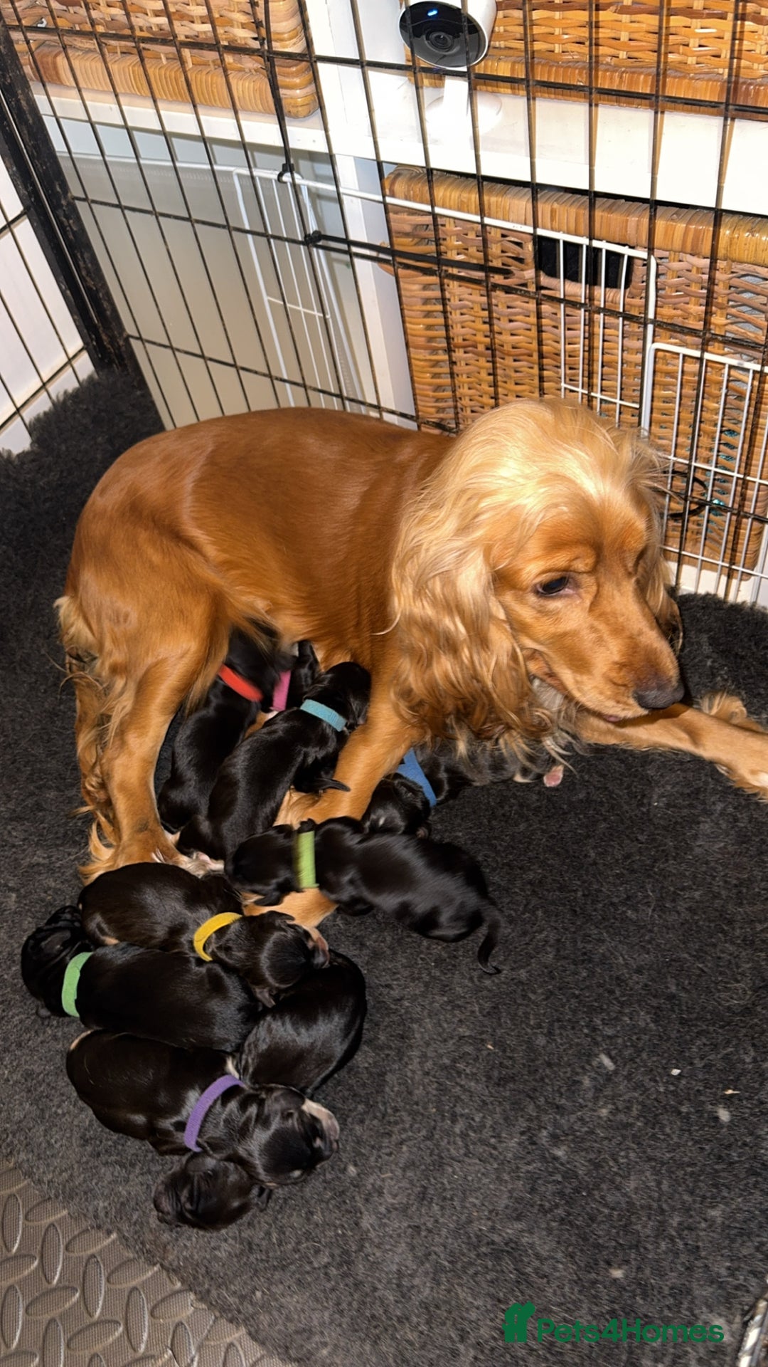 Cocker Spaniel dogs for sale: Show Cocker spaniel puppy’s 5 weeks old  - Advert 11