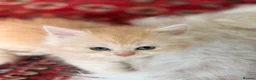Scottish Fold cats for sale: GORGEOUS SCOTTISH FOLD X EXOTIC PERSIAN KITTENS - Advert 4